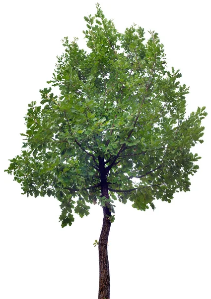 Recorte de árvore de carvalho — Fotografia de Stock