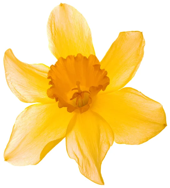 Narcissus Pseudonarcissus Cutout — Stock Photo, Image