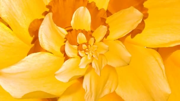 Fleur de jonquille Droste 