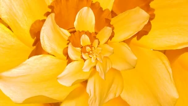 Daffodil Flor Droste — Vídeo de Stock