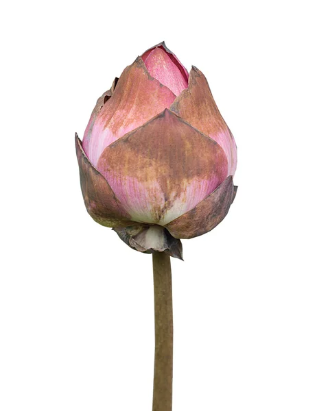 Lotus rose gâché isolé sur fond blanc — Photo