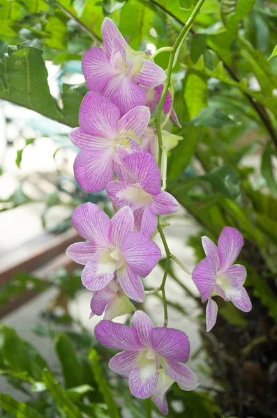 Dendrobium pink orchid in the garden — Stock Photo, Image