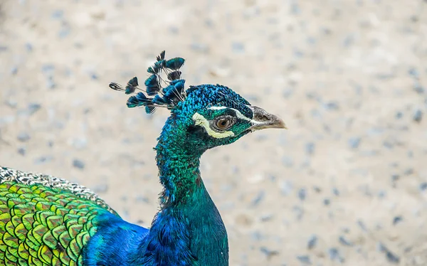 Kleurrijke van peacock — Stockfoto