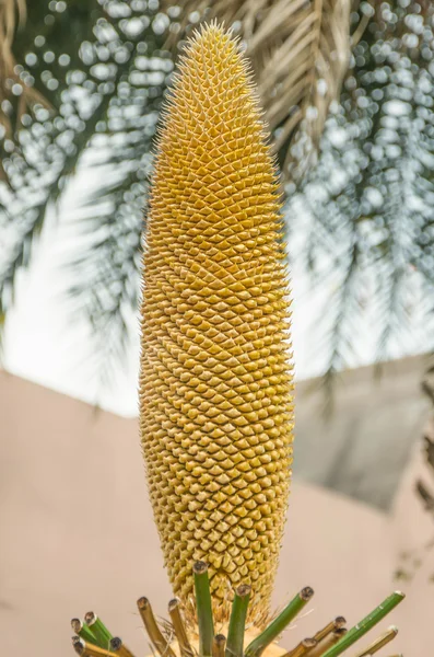 Male Cycas cairnsiana reproductive cone in garden — Stock Photo, Image