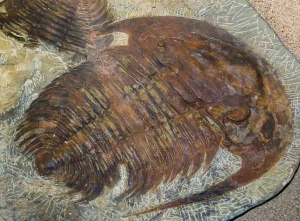 Trilobite Paradossidi spiulosi — Foto Stock