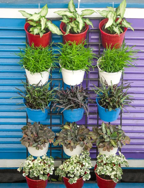 Blommor i trädgården potten på steg trä vägg — Stockfoto