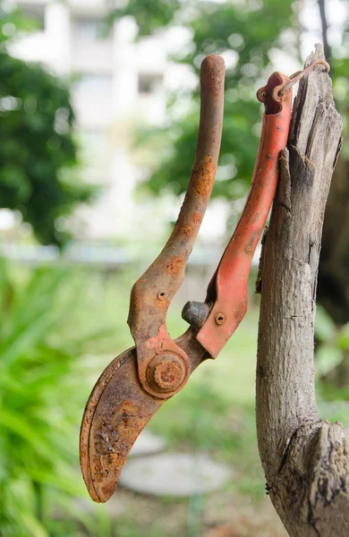 Old Branch scissors — Stock Photo, Image