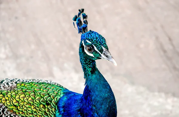 Beautiful peacock — Stock Photo, Image
