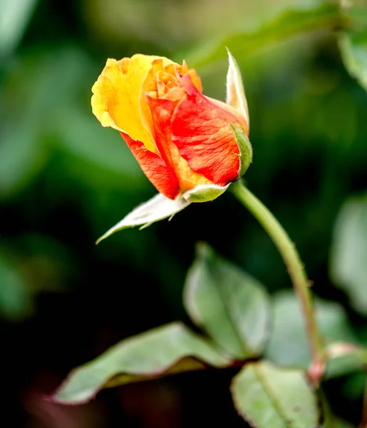 Beautiful orange rose — Stock Photo, Image