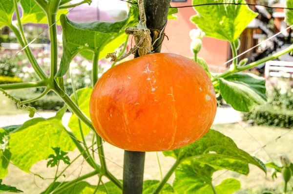 Pumpkin in garden — Stock Photo, Image