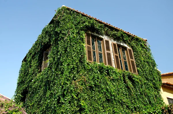 Casa antiga coberta por folhas verdes — Fotografia de Stock