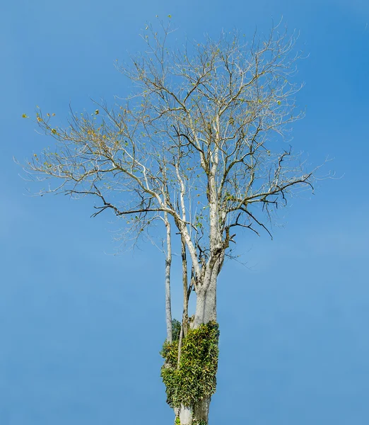 Albero morto su sfondo cielo blu — Foto Stock