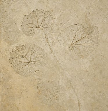 yaprak çimento zemin zemin üzerine Künye 