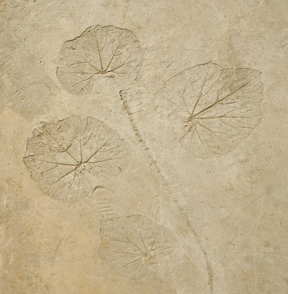 Imprint leaf on cement floor background — Stock Photo, Image