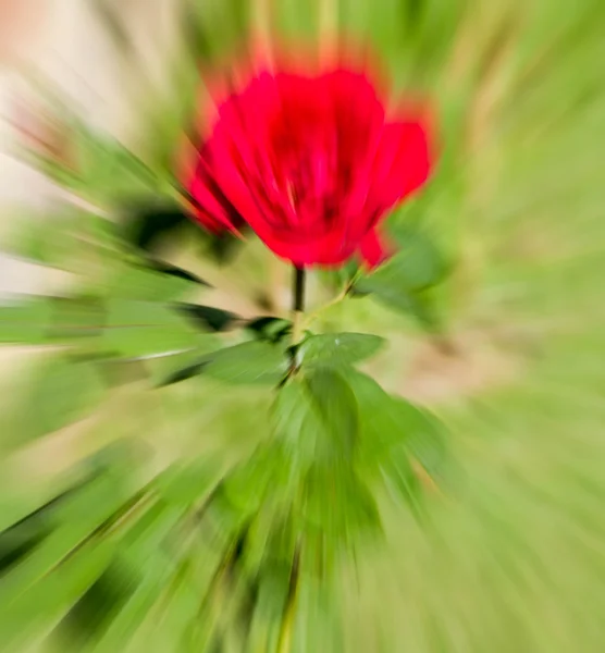 Röd ros med zoomeffekt — Stockfoto