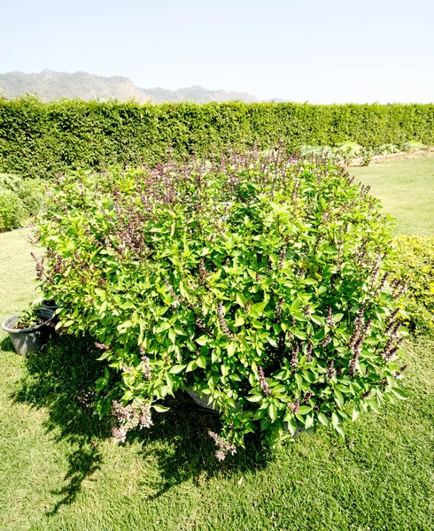 Manjericão doce ou inflorescência roxa no jardim — Fotografia de Stock