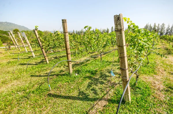 Vista de uma vinha no campo da Tailândia — Fotografia de Stock