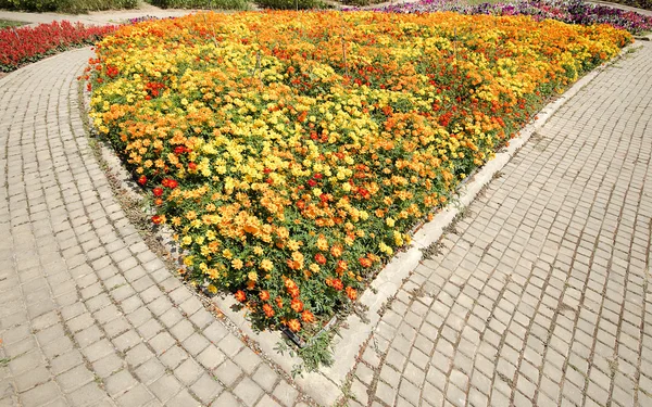 정원에서 여러 가지 빛깔된의 꽃 — 스톡 사진