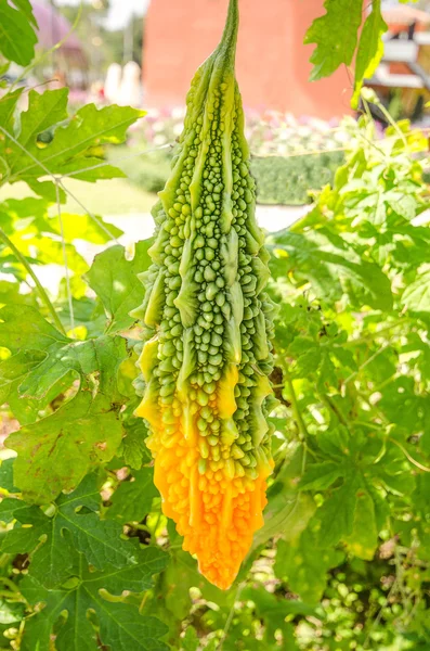 Calabaza amarga fresca en el jardín — Foto de Stock
