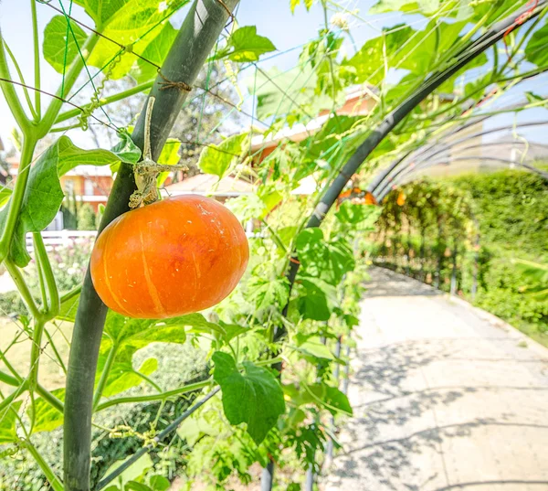 Young Pumpkin in the garden — Stock Photo, Image