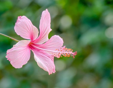 tatlı pembe hibiscus çiçek bokeh arka plan üzerinde