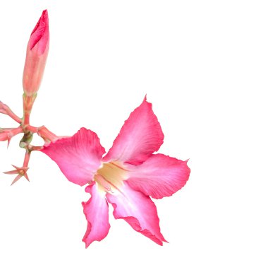 Çöl gülü izole beyaz zemin üzerine