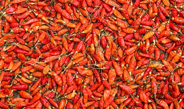 Närbild av torkad röd chili — Stockfoto