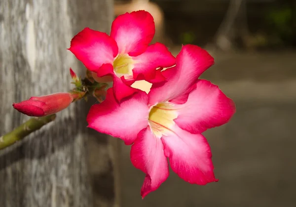 Coloré de rose du désert — Photo