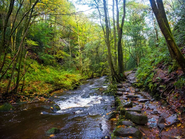 Petit Ruisseau Traverse Les Bois Automne Goitstock Yorkshire — Photo