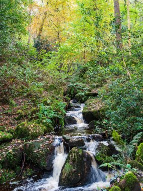 Ormanda küçük bir orman şelalesi. Hebers Ghyll, Ilkley. Yorkshire