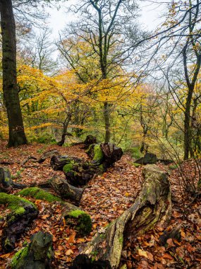 Çıplak dalları ve yapraklardan bir halısı olan sonbahar ormanları. Otley Chevin Parkı. Yorkshire