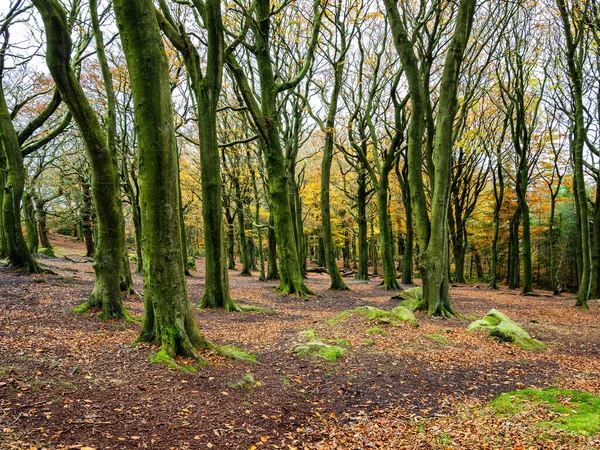 Őszi Erdő Csupasz Ágakkal Levelekkel Otley Chevin Park Ban Amerikai — Stock Fotó