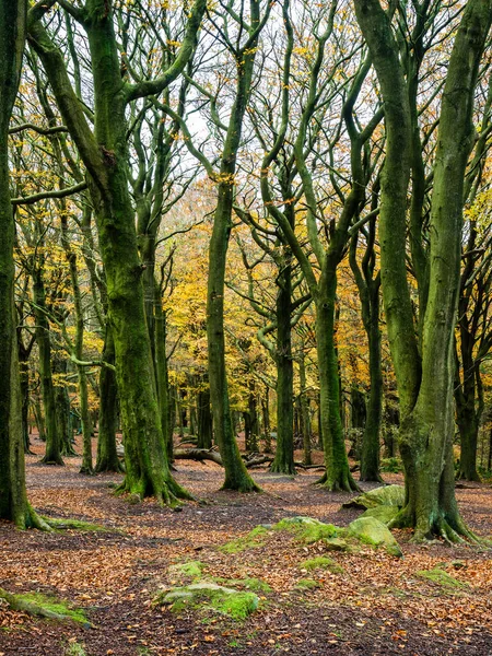 Őszi Erdő Csupasz Ágakkal Levelekkel Otley Chevin Park Ban Amerikai — Stock Fotó