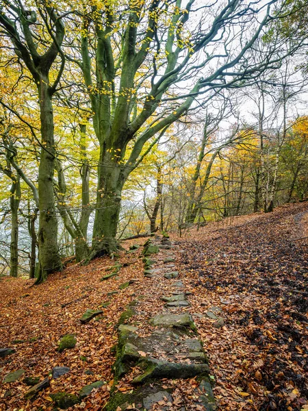 Bois Automne Avec Branches Nues Tapis Feuilles Otley Chevin Park — Photo