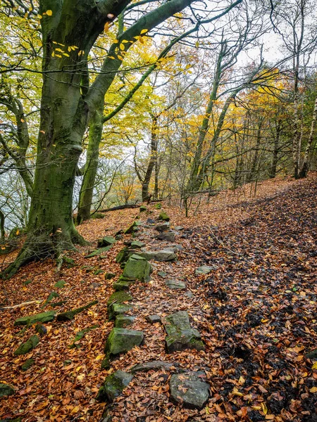 Őszi Erdő Csupasz Ágakkal Levelekkel Otley Chevin Park Ban Amerikai — Stock Fotó