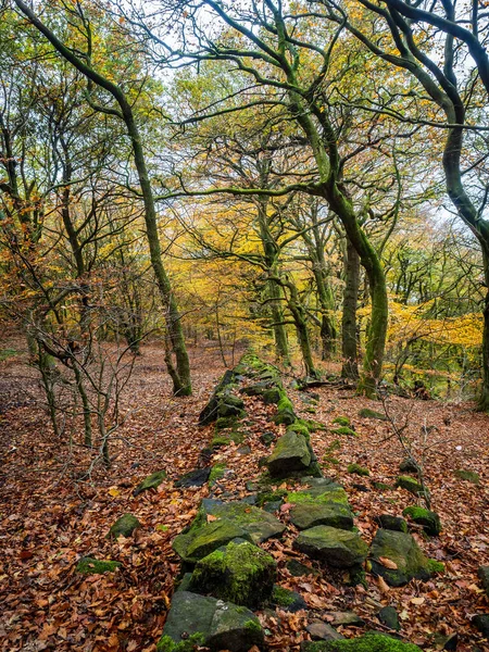 Bois Automne Avec Branches Nues Tapis Feuilles Otley Chevin Park — Photo