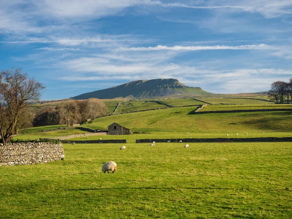 Yorkshire Dales Ulusal Parkı 'ndaki Pen-y-ghent Dağı. 2,277 feet yükseklikte, bu 'Yorkshire' ın Üç Tepesi 'nden biri..