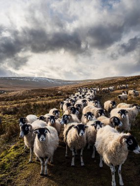 Swaledale koyunlarından oluşan bir sürü dağlık arazide beslenmeyi bekliyor. Yara Evi. Nidderdale 'de. Yorkshire Dales Ulusal Parkı