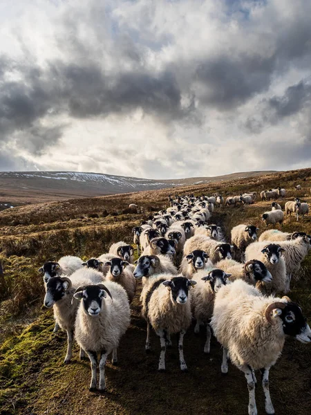 Swaledale koyunlarından oluşan bir sürü dağlık arazide beslenmeyi bekliyor. Yara Evi. Nidderdale 'de. Yorkshire Dales Ulusal Parkı