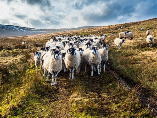 Swaledale koyunlarından oluşan bir sürü dağlık arazide beslenmeyi bekliyor. Yara Evi. Nidderdale 'de. Yorkshire Dales Ulusal Parkı