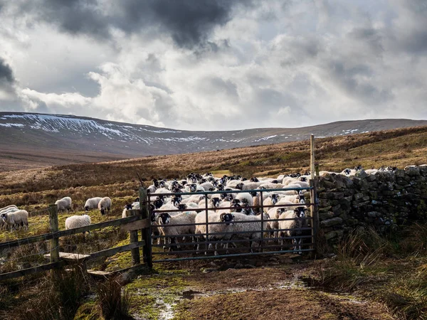 A flock of Swaledale sheep in open moorland with mountains and a gate, waiting to be fed. Scar House. Nidderdale. Yorkshire Dales National Park