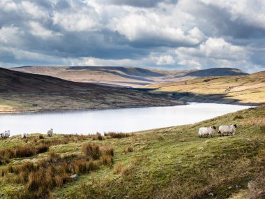 Swaledale koyunları arka planda dağlar olan bir su deposunun kenarında. Yara Evi. Nidderdale 'de. Yorkshire Dales Ulusal Parkı