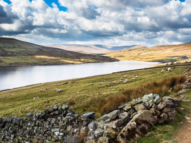 Swaledale koyunları arka planda dağlar olan bir su deposunun kenarında. Yara Evi. Nidderdale 'de. Yorkshire Dales Ulusal Parkı