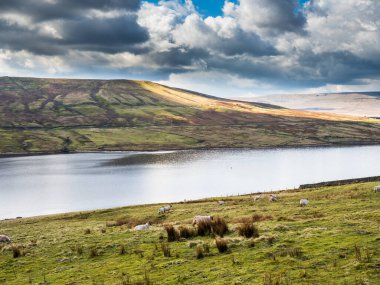 Swaledale koyunları arka planda dağlar olan bir su deposunun kenarında. Yara Evi. Nidderdale 'de. Yorkshire Dales Ulusal Parkı