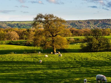 Altın Saat ve uzun gölgeler yemyeşil çayırlarda uzanıyor ve koyunlar uzun bir günün ardından uyukluyorlar. Farnley. Kuzey Yorkshire