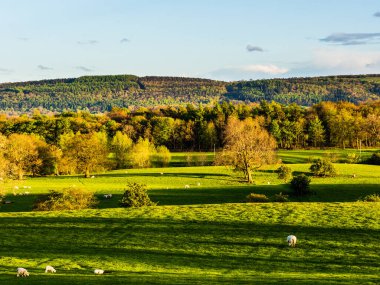 Altın Saat ve uzun gölgeler yemyeşil çayırlarda uzanıyor ve koyunlar uzun bir günün ardından uyukluyorlar. Farnley. Kuzey Yorkshire