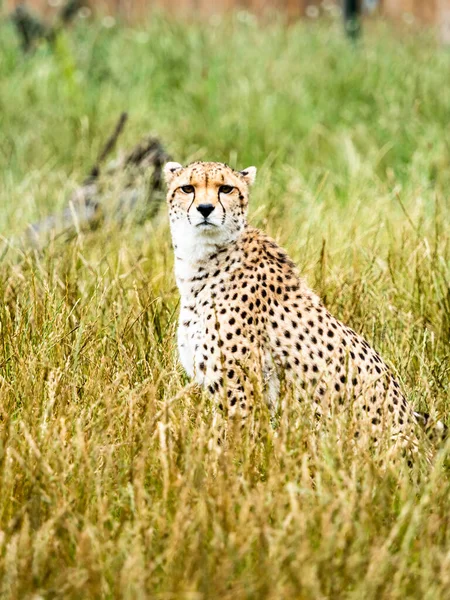 Cheetah Acinonyx Jubatus Silently Watches Deep Grass Flamingoland Wildlife Park — Fotografia de Stock