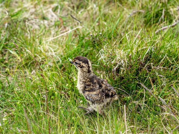 Yorkshire bozkırında bir Genç Kızıl Kaz (Lagopus lagopus).