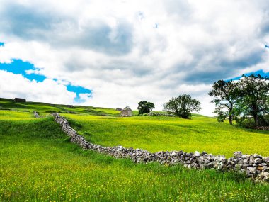 Ahır, kuru taş duvarlar ve bulutlu gökyüzü olan bir çayırda düğün çiçekleri. Bir yaz günü. Yockenthwaite. Yorkshire Dales Ulusal Parkı.        
