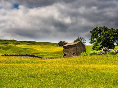 Ahır, kuru taş duvarlar ve bulutlu gökyüzü olan bir çayırda düğün çiçekleri. Bir yaz günü. Yockenthwaite. Yorkshire Dales Ulusal Parkı.        